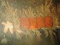 Thumbnail of Unidentified wreck feature; still from video