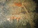 Thumbnail of Unidentified wreck feature; still from video