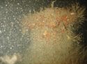 Thumbnail of Unidentified wreck feature; still from video