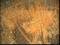 Thumbnail of Fairlead; still from video