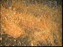 Thumbnail of Fairlead; still from video