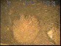 Thumbnail of Unidentified wreck feature