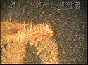 Thumbnail of Unidentified wreck feature; still from video