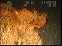 Thumbnail of Unidentified wreck feature; still from video