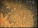 Thumbnail of Unidentified wreck feature; still from video