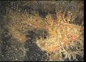 Thumbnail of Fairlead; still from video