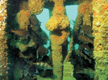 Image from the Wrecks Ecology report