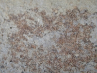 Hand specimen, fresh broken surface - Agora F65-66