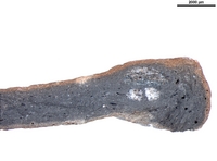 Hand specimen, fresh broken surface - Agora F65-66