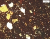 Agora M254